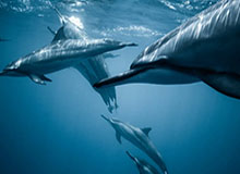 完美体育官网-【早报】弗格森时间又回来了！